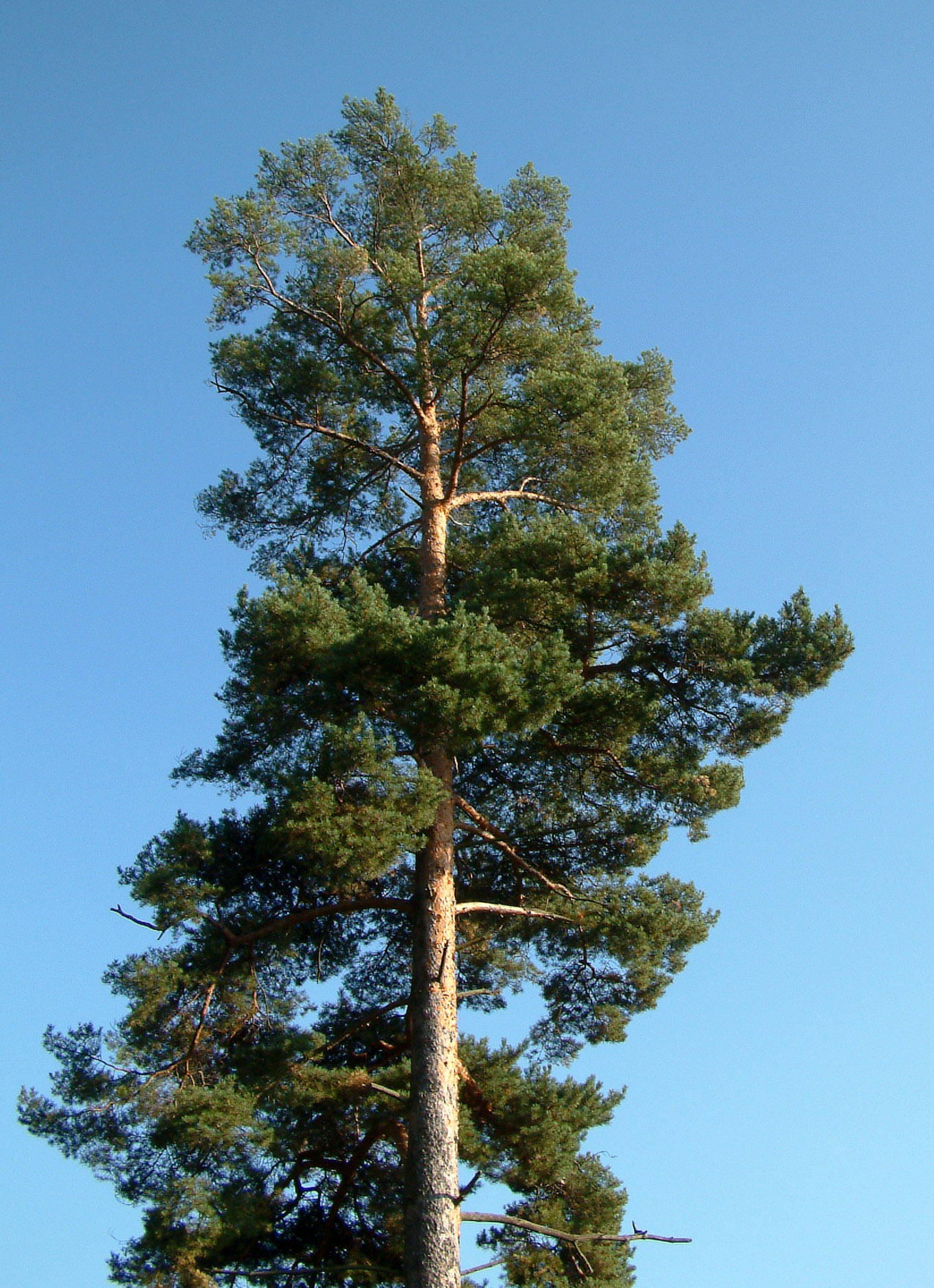 raamattu, rukous, ryhmä
