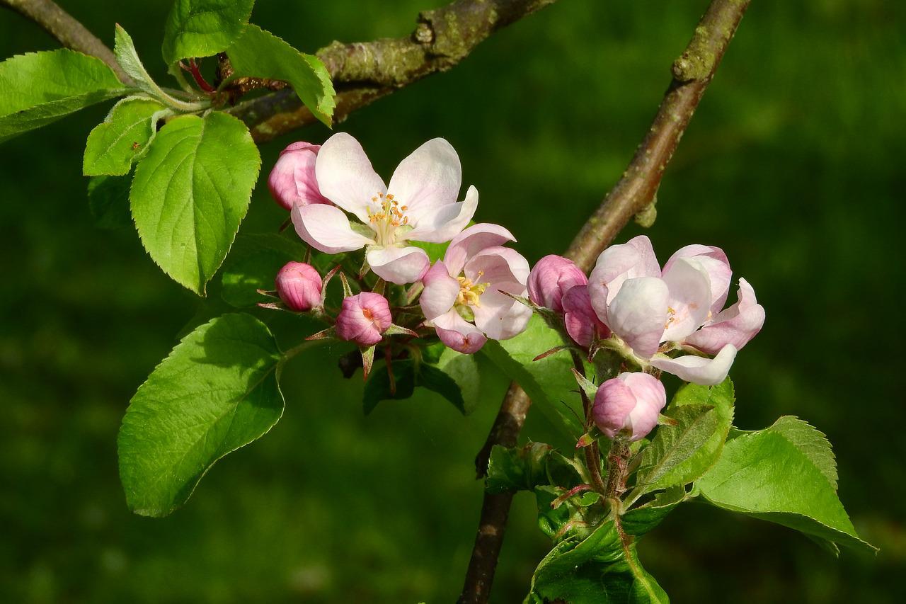 omenapuun kukat