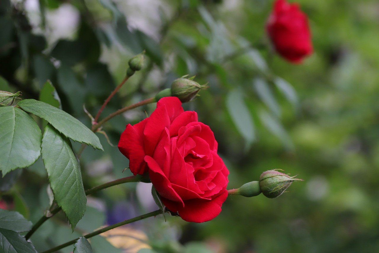 punaiset ruusut