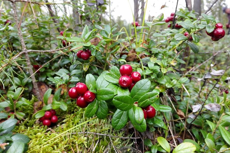 Puolukat metsässä